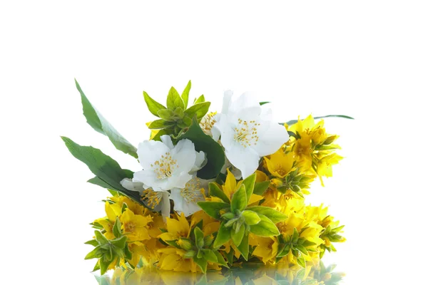 Piękne żółte kwiaty latem — Zdjęcie stockowe