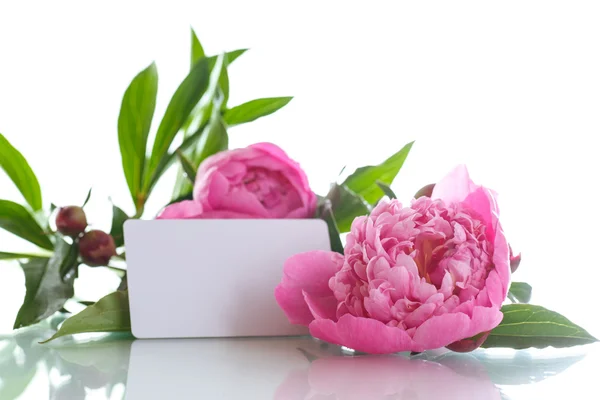 Beautiful pink peonies — Stock Photo, Image