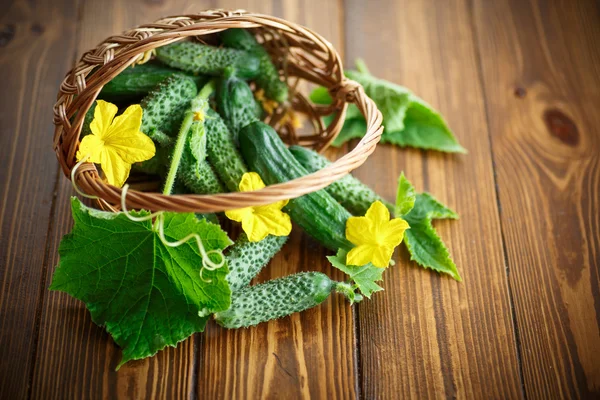 Frische Bio-Gurken — Stockfoto