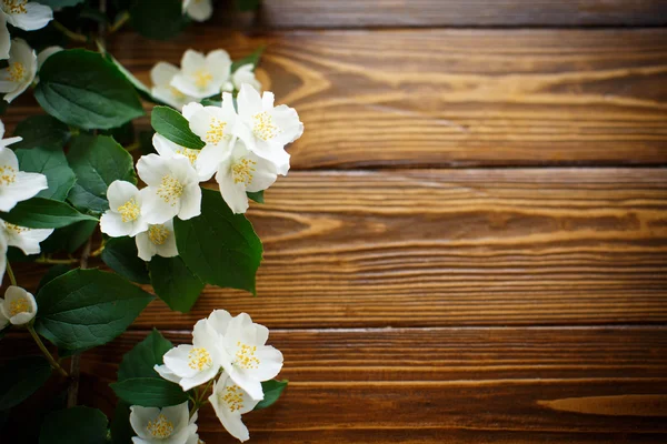 Weiße Jasminblüten — Stockfoto