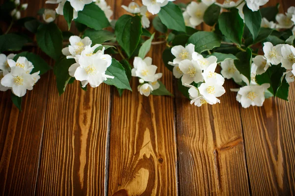 Fiori bianchi di gelsomino — Foto Stock
