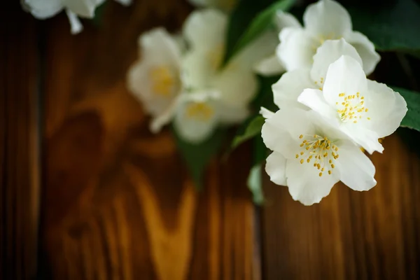 Witte bloemen van jasmijn — Stockfoto