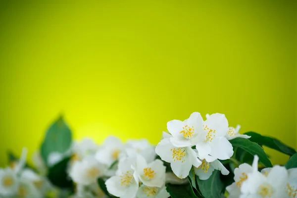 Gelsomino fiore bianco — Foto Stock