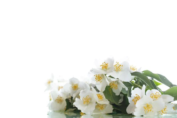 Jasmijn witte bloem — Stockfoto