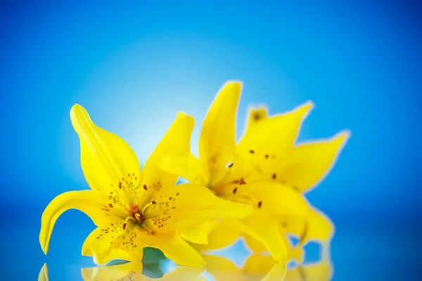 Vackra blommande lily — Stockfoto