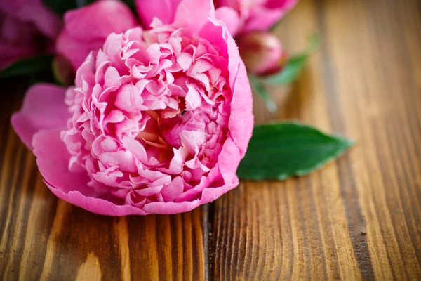 Mooie roze pioenrozen — Stockfoto