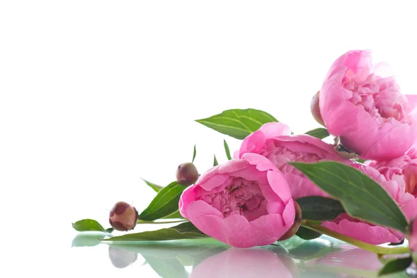 Beautiful pink peonies — Stock Photo, Image