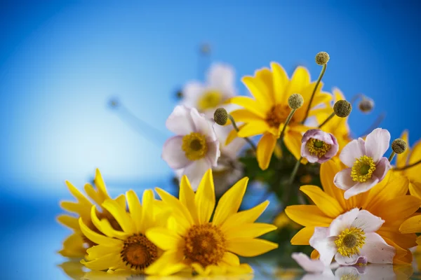 Mazzo estivo di margherite gialle — Foto Stock