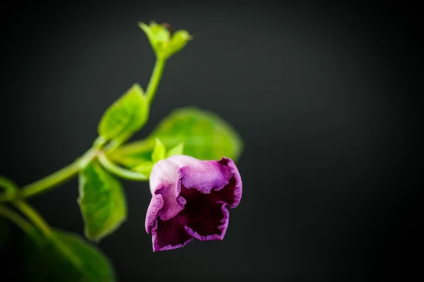 Bela sala de flores violetas — Fotografia de Stock