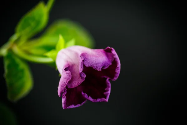 Belle viola stanza dei fiori — Foto Stock