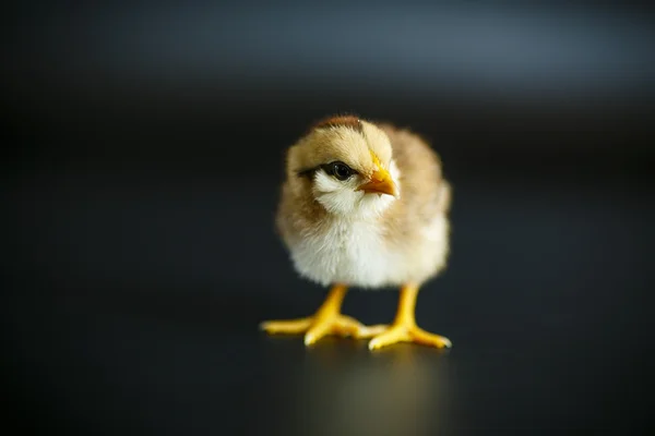Lindo poco pollo — Foto de Stock