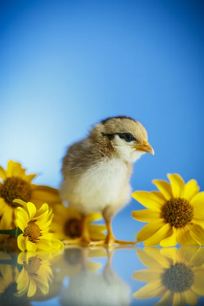 Cute little chicken — Stock Photo, Image