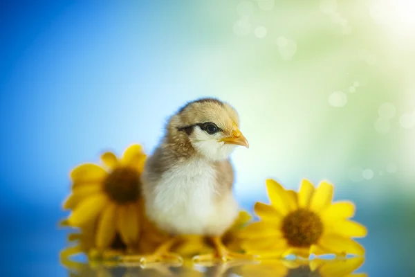 Cute little chicken — Stock Photo, Image