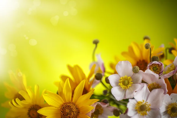 黄色のヒナギクの夏の花束 — ストック写真