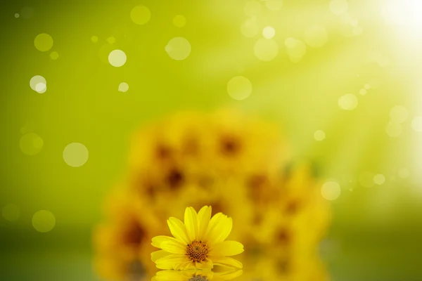 Sommerstrauß aus gelben Gänseblümchen — Stockfoto