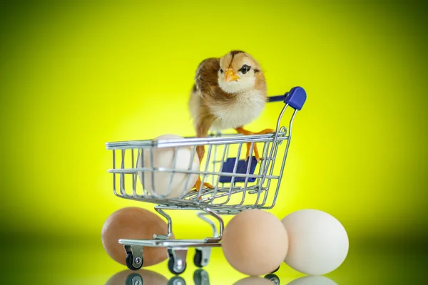 Cute chick in a trolley with eggs — Stock Photo, Image
