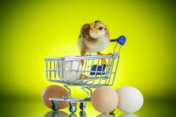 Leuke chick in een karretje met eieren — Stockfoto