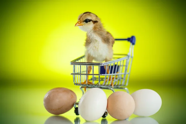 Niedliches Küken im Einkaufswagen mit Eiern — Stockfoto