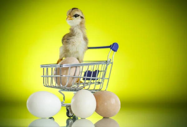 Cute chick in a trolley with eggs — Stock Photo, Image