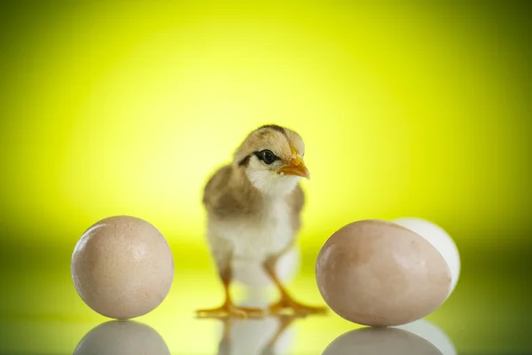 Muito bonito pinto com ovos — Fotografia de Stock