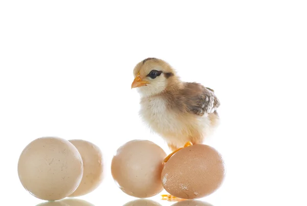 Πολύ χαριτωμένο γκόμενα με αυγά — Φωτογραφία Αρχείου