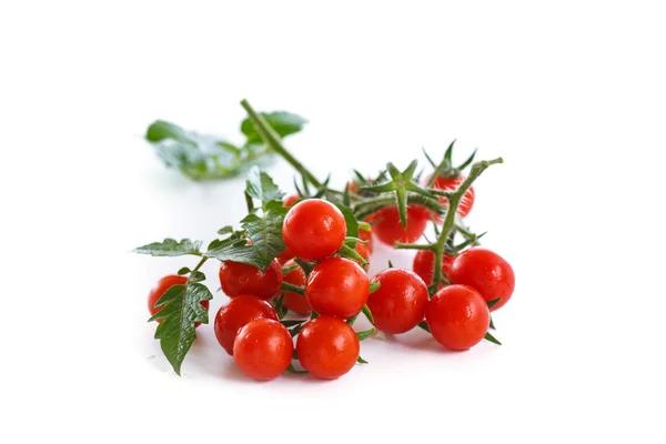 Taze organik kiraz domates — Stok fotoğraf