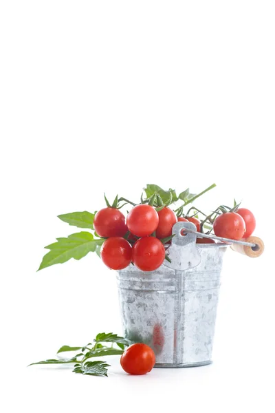 Frische Bio-Kirschtomaten — Stockfoto