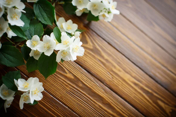 Fiori bianchi di gelsomino — Foto Stock