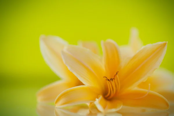 Krásné kvetoucí lilie — Stock fotografie