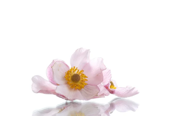 Nyári rózsaszín virág — Stock Fotó