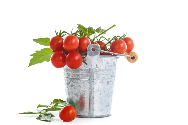 Čerstvé organické cherry rajčata — Stock fotografie