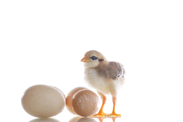 Πολύ χαριτωμένο γκόμενα με αυγά — Φωτογραφία Αρχείου