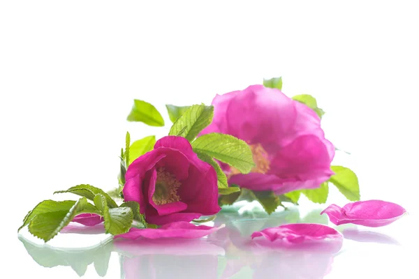 Flower blooming wild rose — Stock Photo, Image