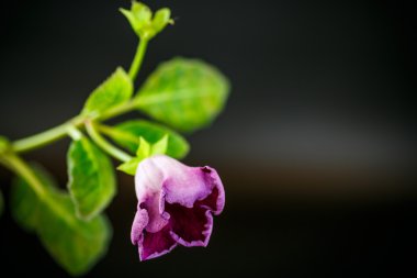 güzel çiçek Oda Menekşe