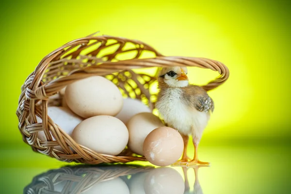 かわいい卵ひよこ — ストック写真