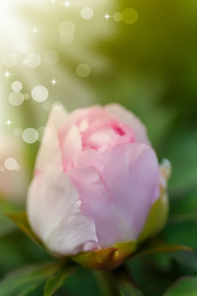 Piękne różowe piwonie na słoneczny dzień — Zdjęcie stockowe