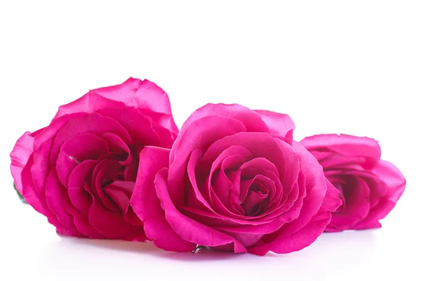 아름 다운 밝은 핑크 장미 — 스톡 사진