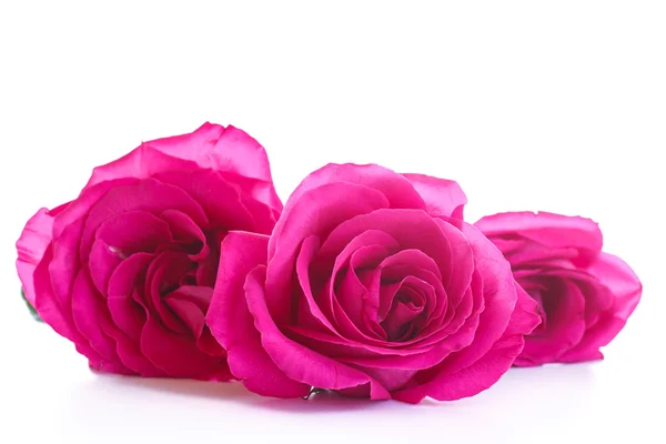 Beautiful bright pink roses — Stock Photo, Image