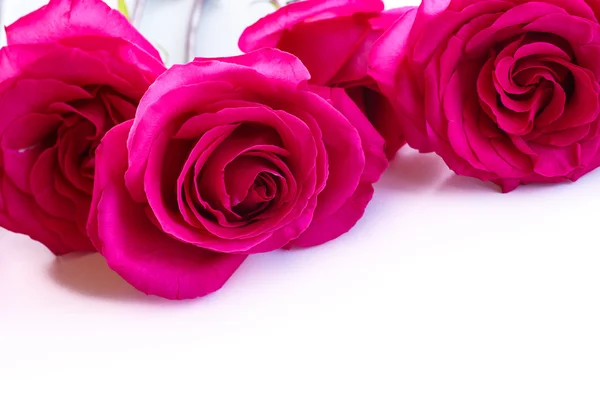 Красиві яскраво-рожеві троянди — стокове фото