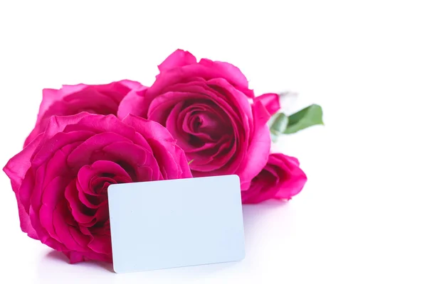 美しい明るいピンクのバラ — ストック写真