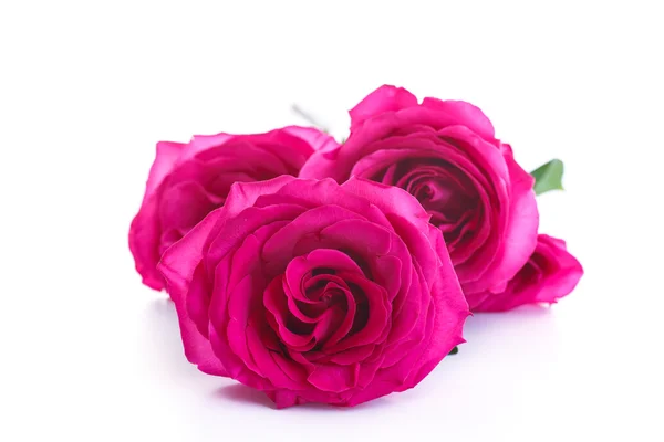 Beautiful bright pink roses — Stock Photo, Image