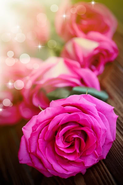 Prachtig helder roze rozen — Stockfoto