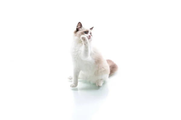 Młody piękny kot Ragdoll na białym tle — Zdjęcie stockowe