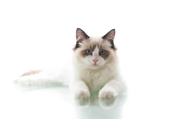 Junge schöne Ragdoll-Katze auf weißem Hintergrund — Stockfoto