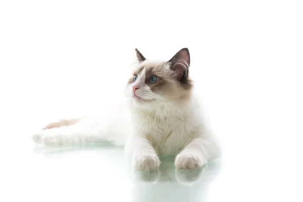 Jovem bela Ragdoll gato no fundo branco — Fotografia de Stock