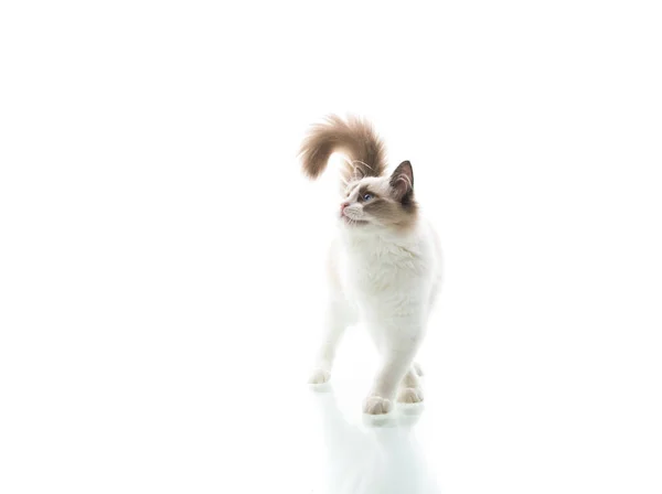 Jovem bela Ragdoll gato no fundo branco — Fotografia de Stock