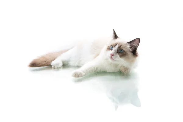 Young beautiful Ragdoll cat on white background — Stock Photo, Image