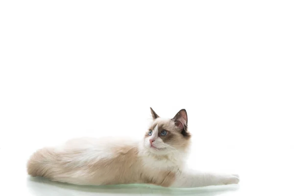 Jovem bela Ragdoll gato no fundo branco — Fotografia de Stock