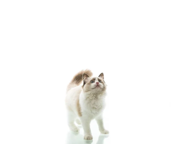 Jovem bela Ragdoll gato no fundo branco — Fotografia de Stock