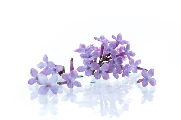 Csokor gyönyörű tavaszi virágok orgona fehér háttér — Stock Fotó